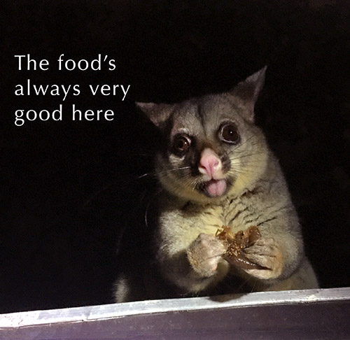Possum comment on food